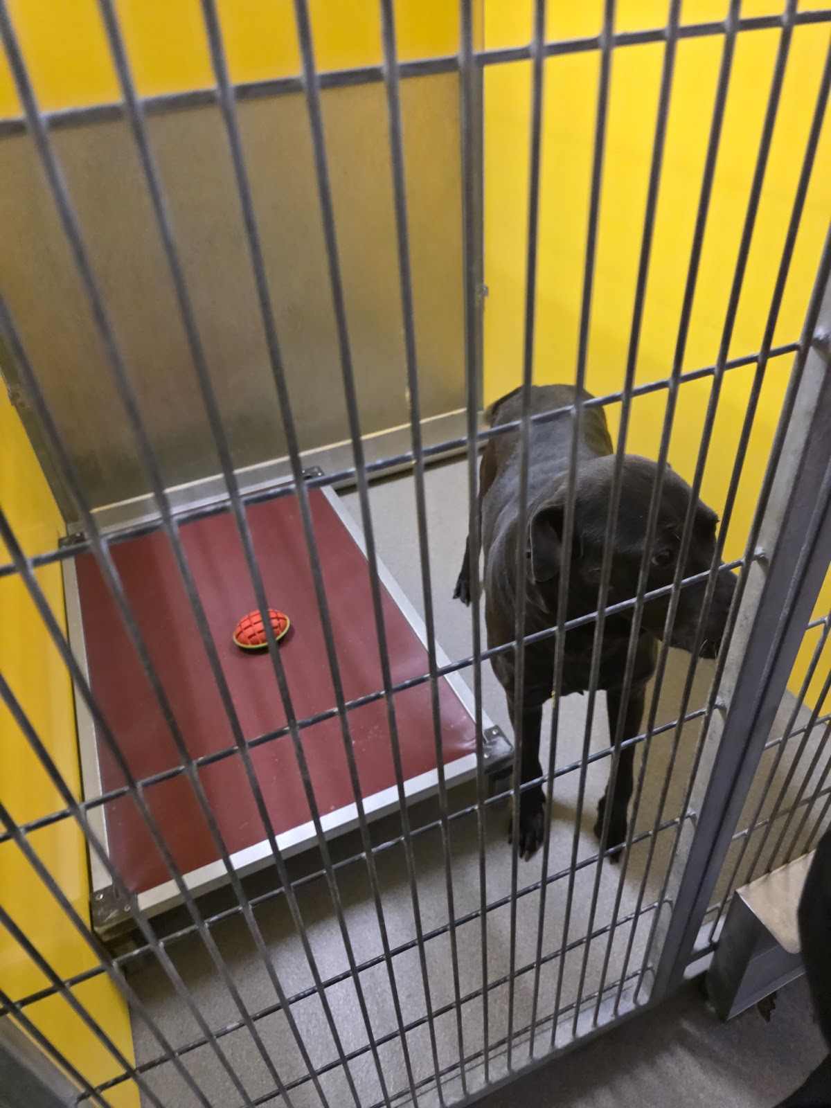 Volunteer Opportunity: Dog Walking at ASPS