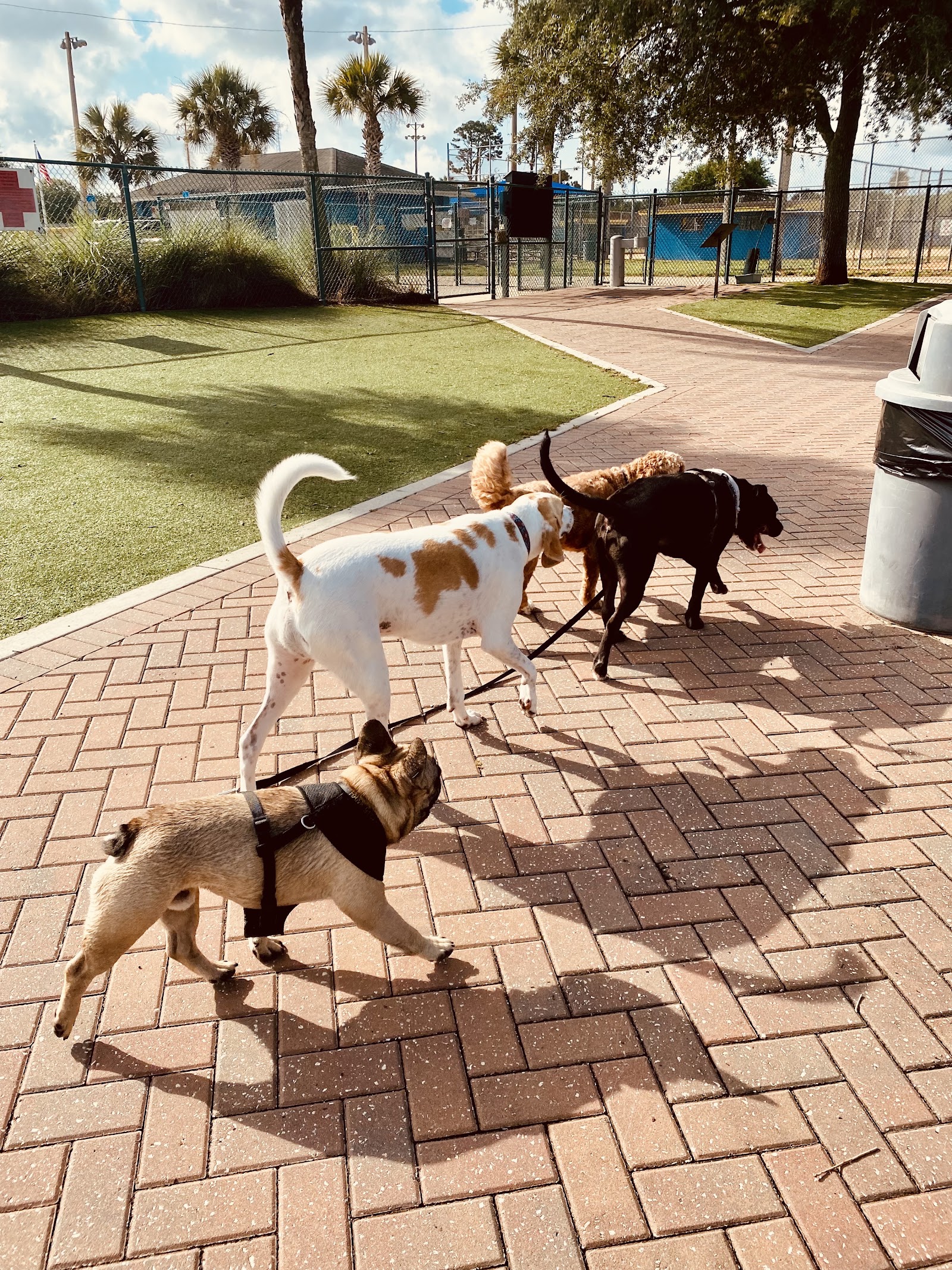 Paws Park (member only)